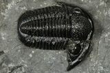 Detailed Gerastos Trilobite Fossil - Morocco #347354-2